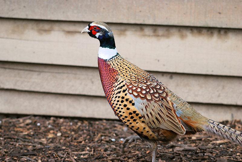 Association intercommunale de chasse agréée « Les Rives de l’Arnoult »